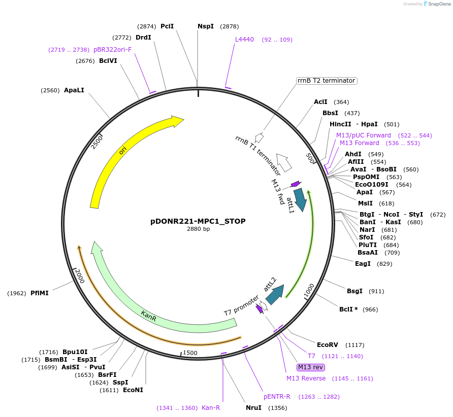 161072-plasmid-map-sequence-id-312078