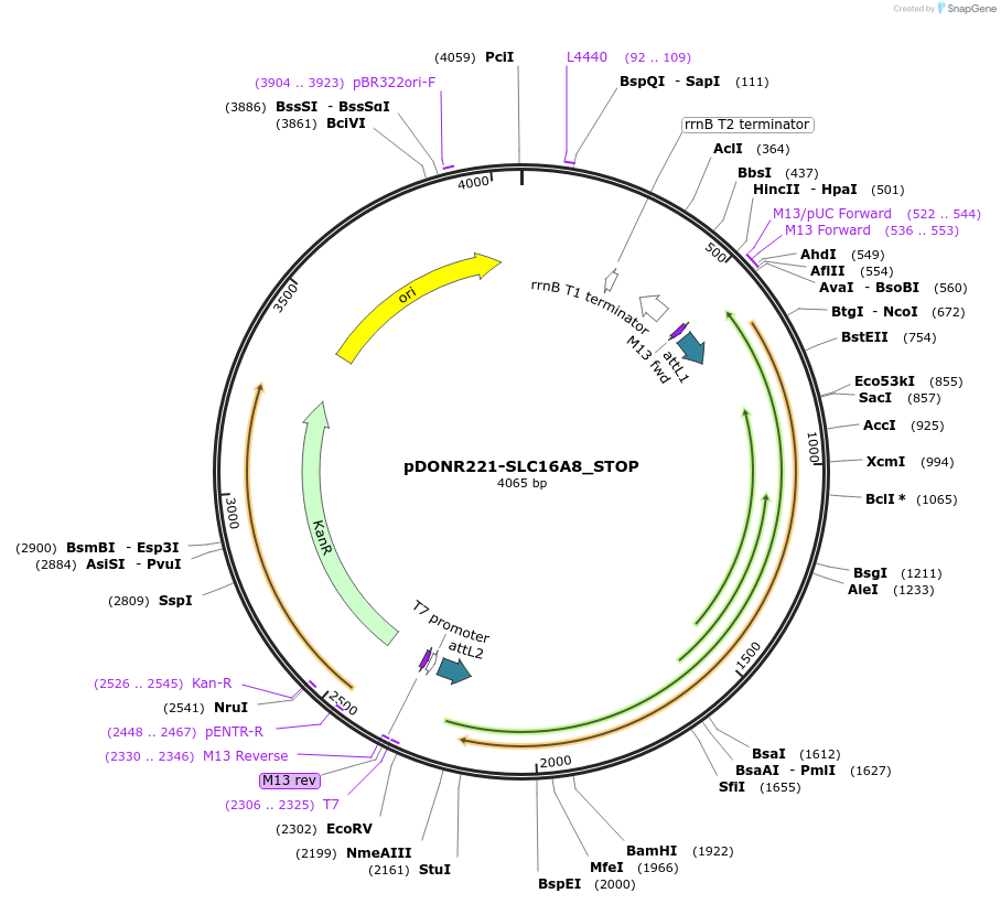 161125-plasmid-map-sequence-id-312184