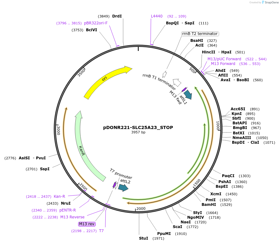 161134-plasmid-map-sequence-id-312202