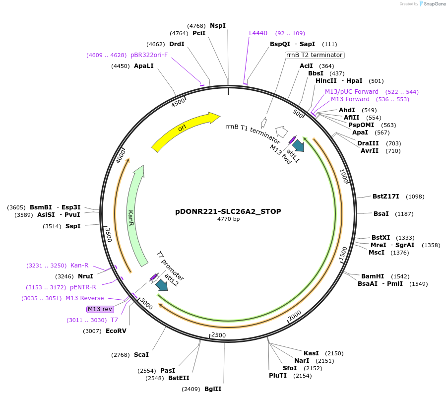 161174-plasmid-map-sequence-id-312282