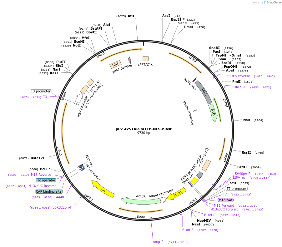 136257-plasmid-map-sequence-id-312898