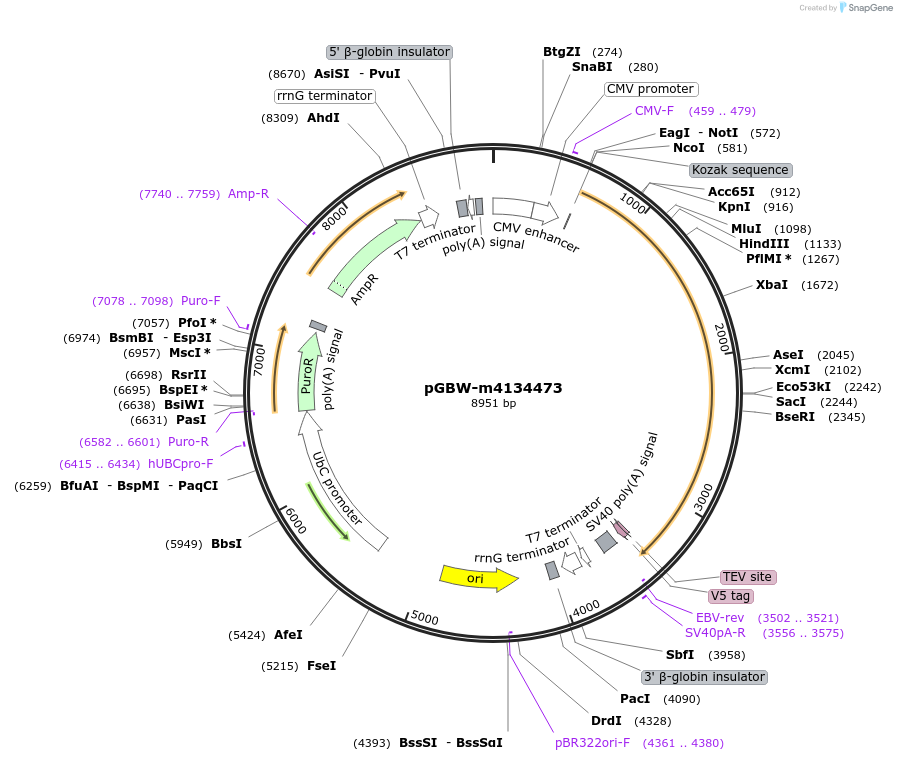 152302-plasmid-map-sequence-id-312900