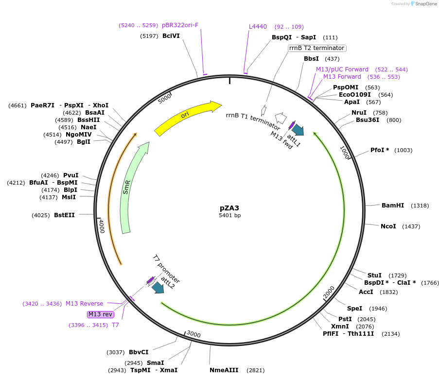 158481-plasmid-map-sequence-id-312904