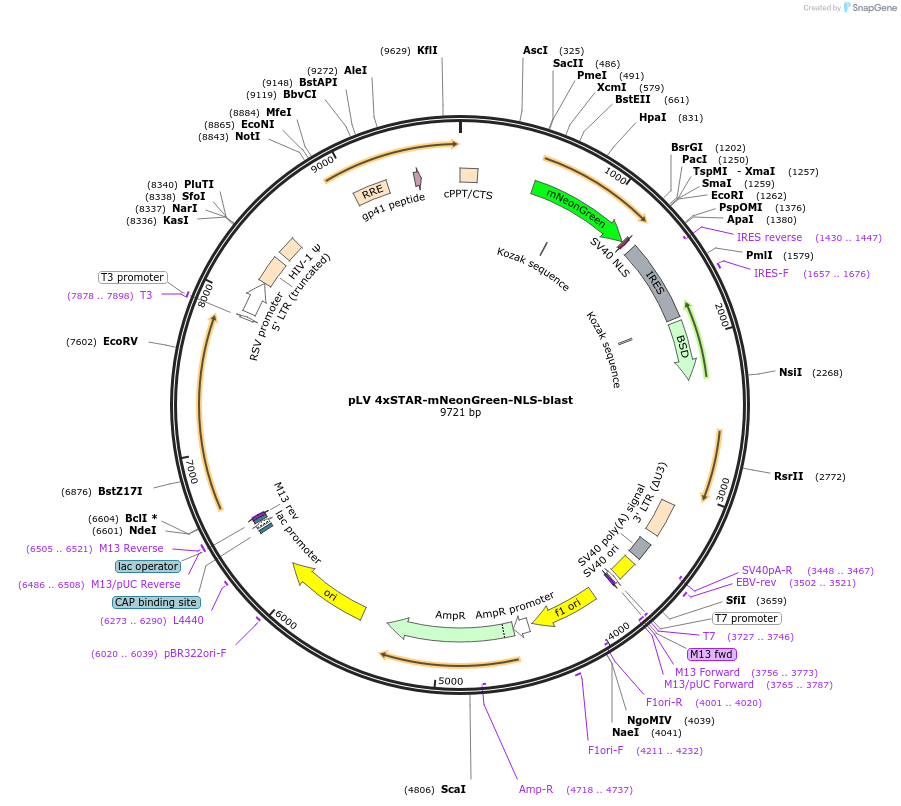 136258-plasmid-map-sequence-id-312905