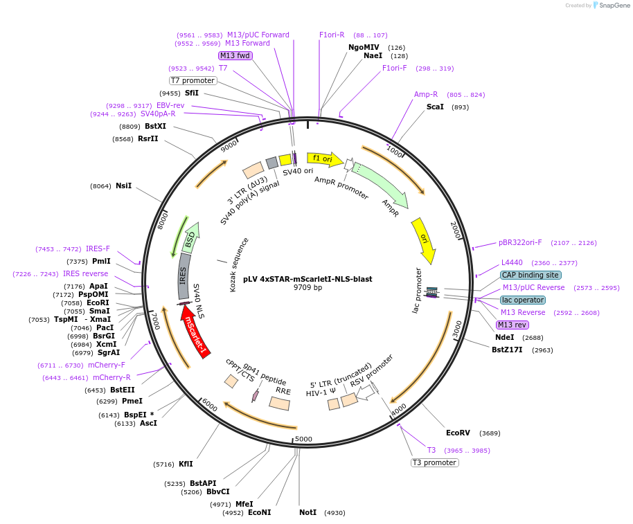 136260-plasmid-map-sequence-id-312909