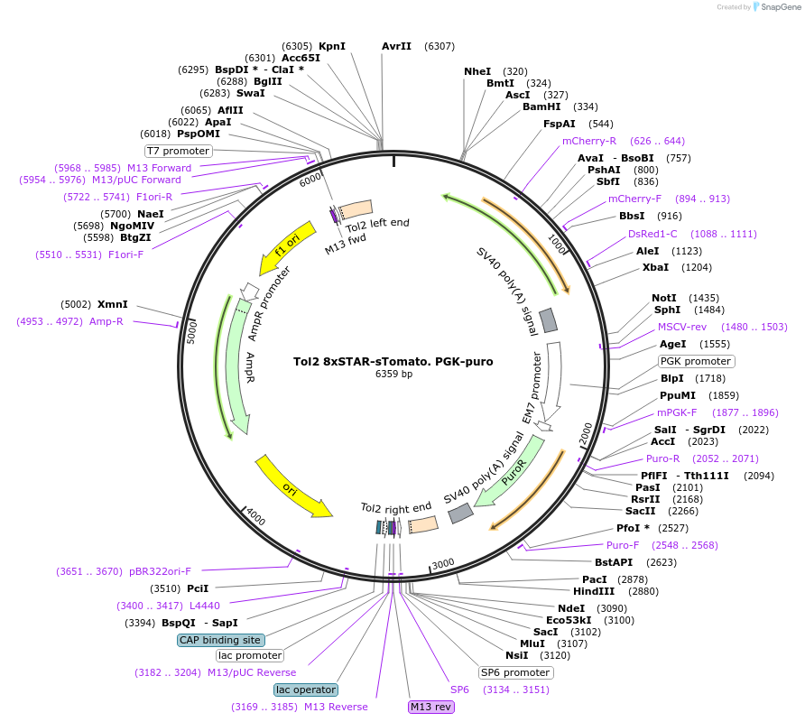 136264-plasmid-map-sequence-id-312926