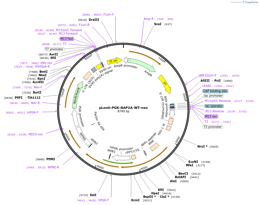 156177-plasmid-map-sequence-id-312928
