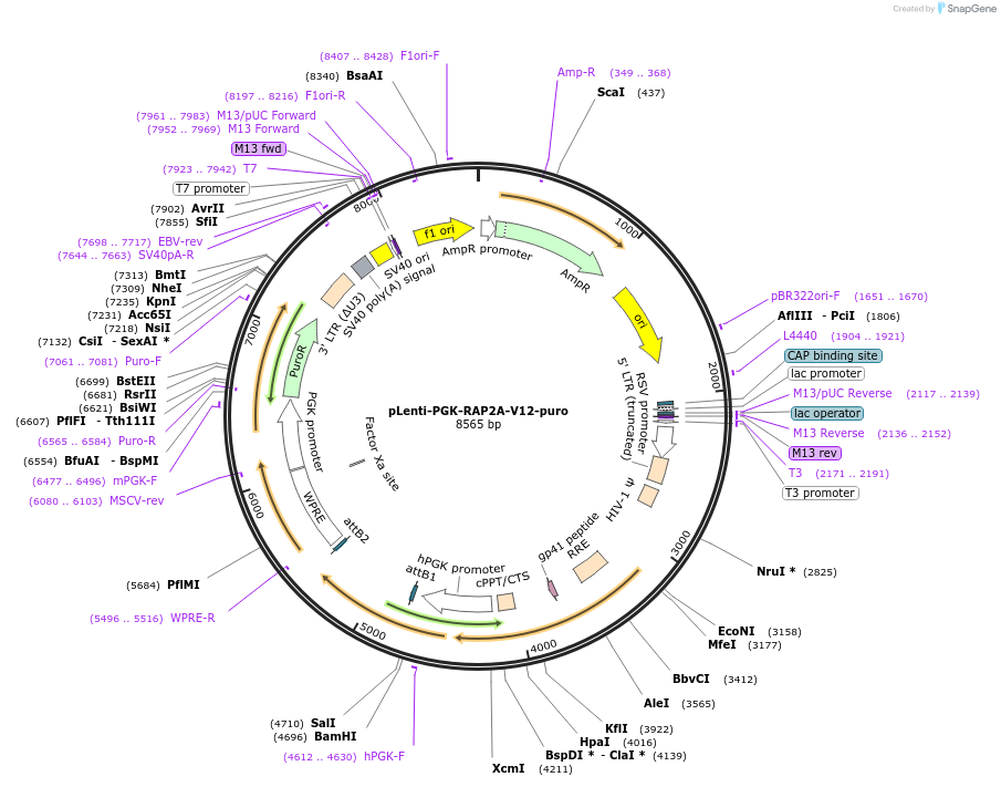 156171-plasmid-map-sequence-id-312931