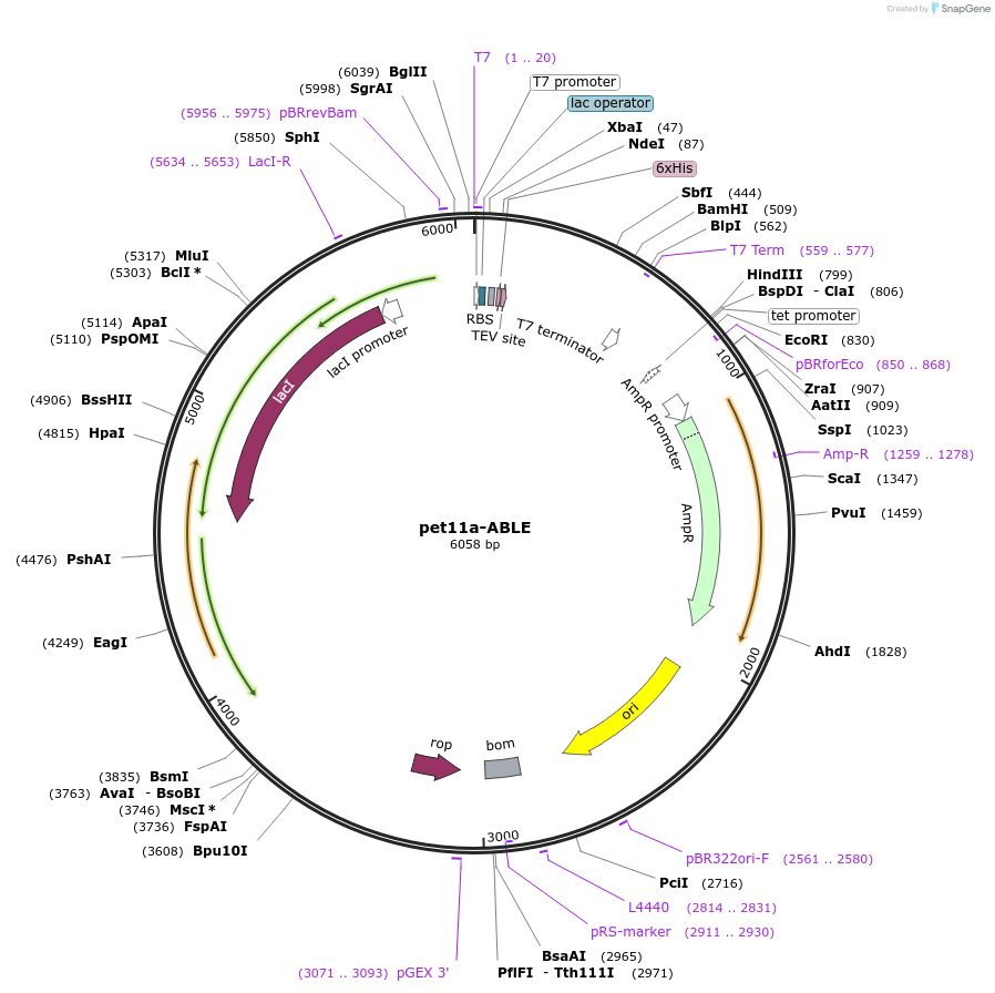 158627-plasmid-map-sequence-id-312933