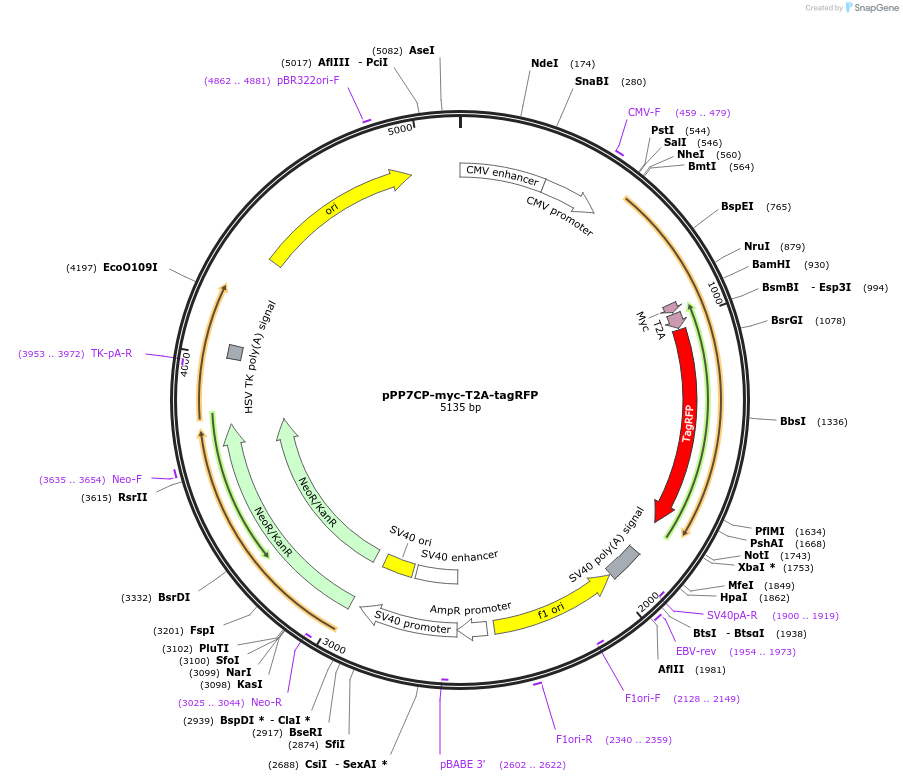 140262-plasmid-map-sequence-id-312936