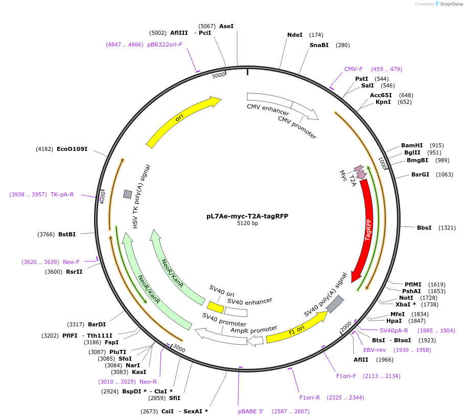 140263-plasmid-map-sequence-id-312937