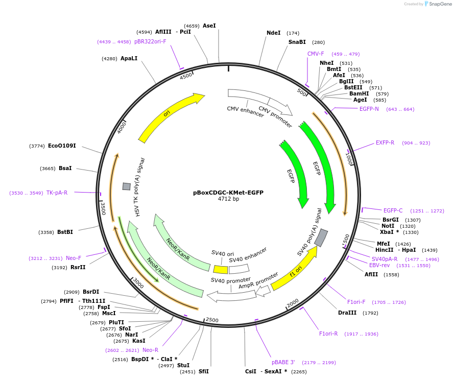 140272-plasmid-map-sequence-id-312942