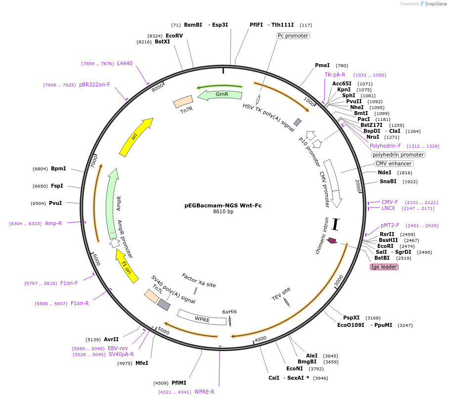 159629-plasmid-map-sequence-id-312973