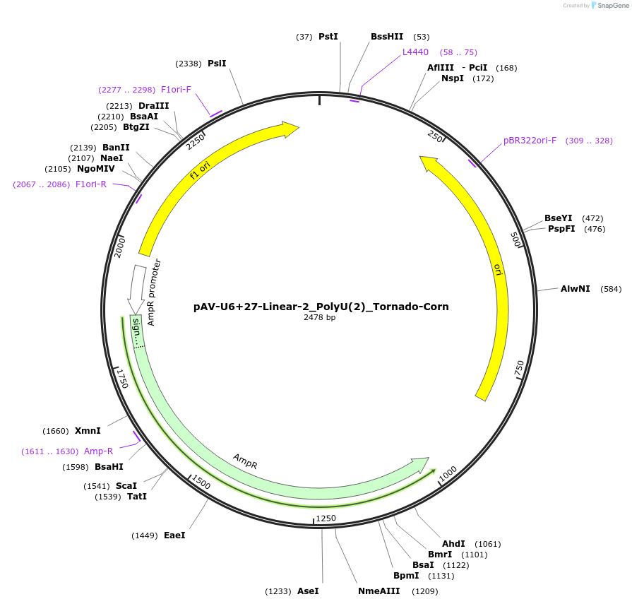 159488-plasmid-map-sequence-id-313072