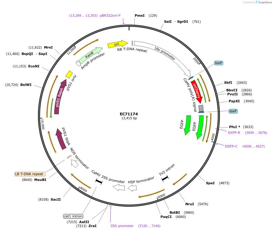 154067-plasmid-map-sequence-id-313091