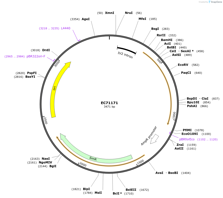 154069-plasmid-map-sequence-id-313097