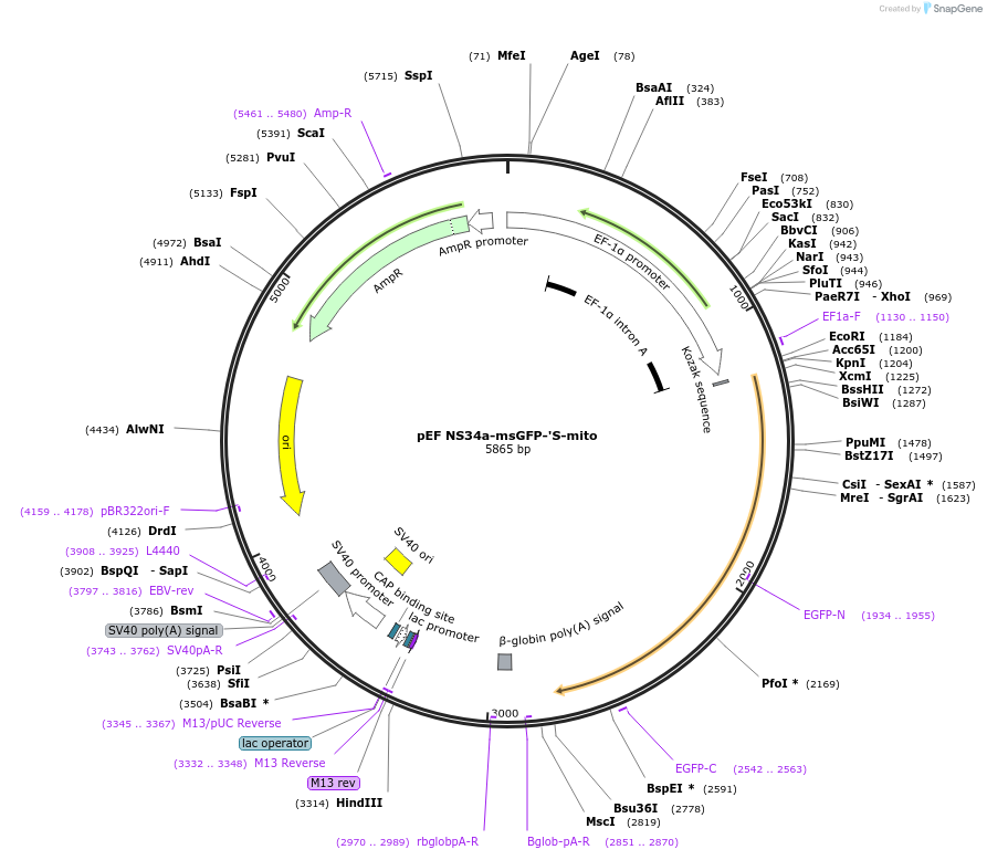 158765-plasmid-map-sequence-id-313128