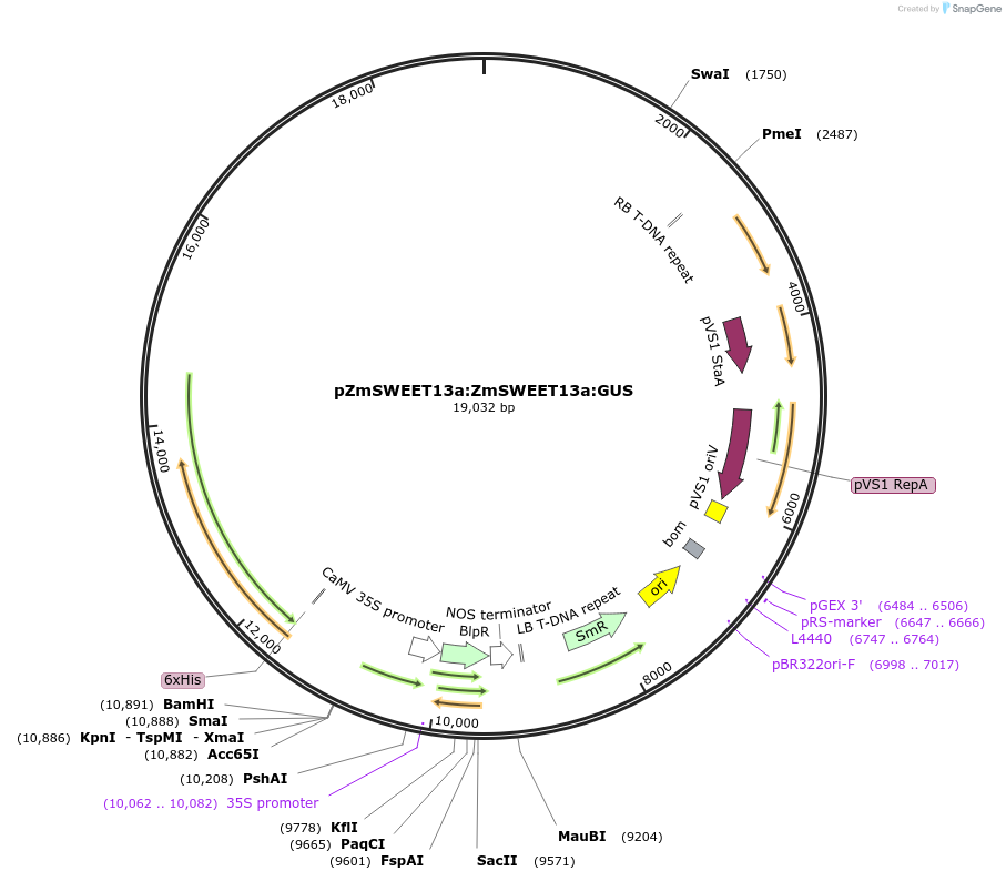 159535-plasmid-map-sequence-id-313143