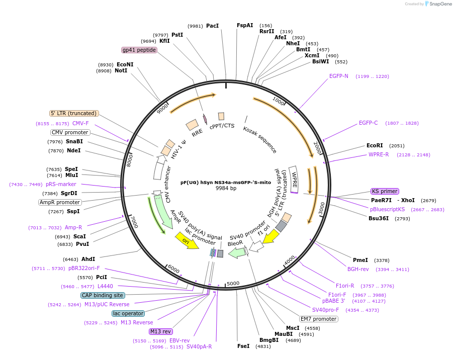 158768-plasmid-map-sequence-id-313146