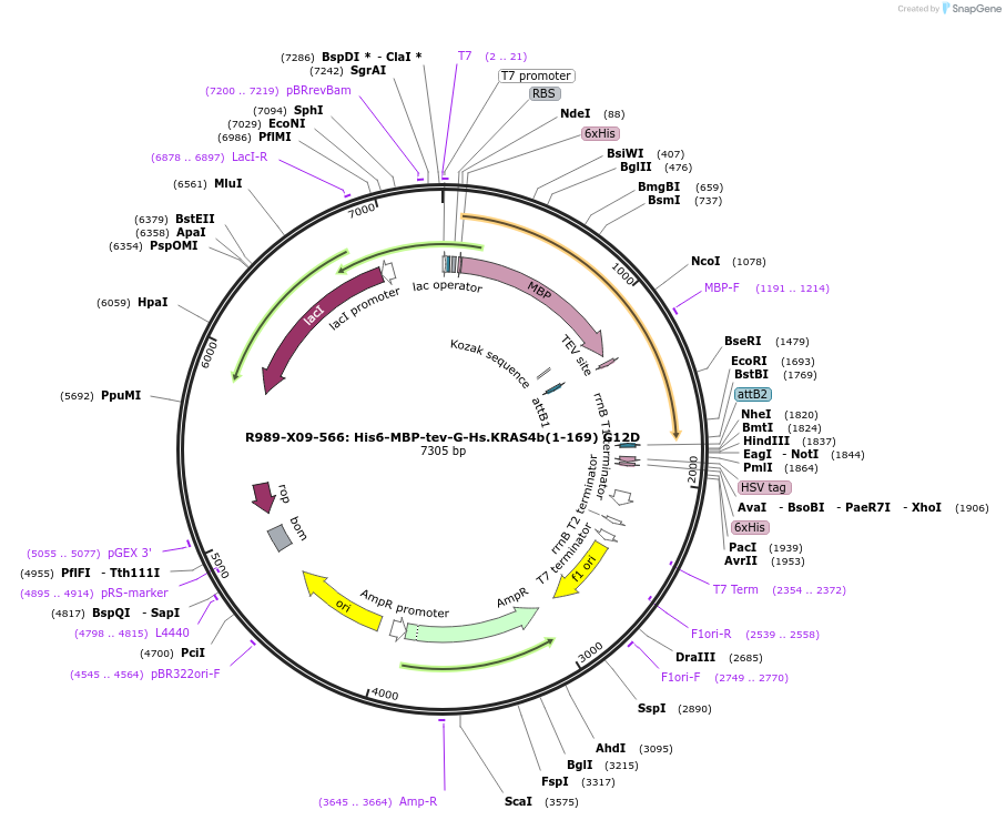 159541-plasmid-map-sequence-id-313151