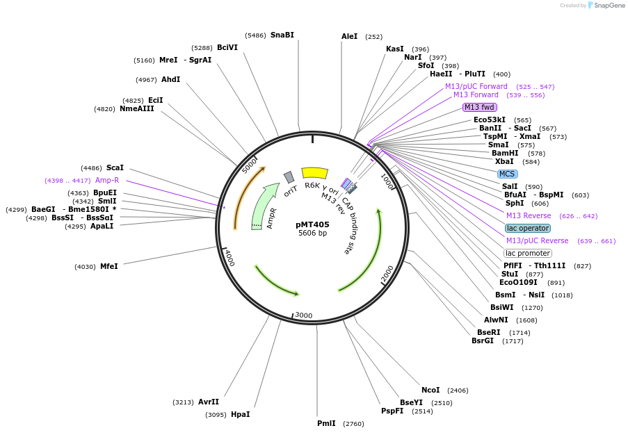 139383-plasmid-map-sequence-id-313188