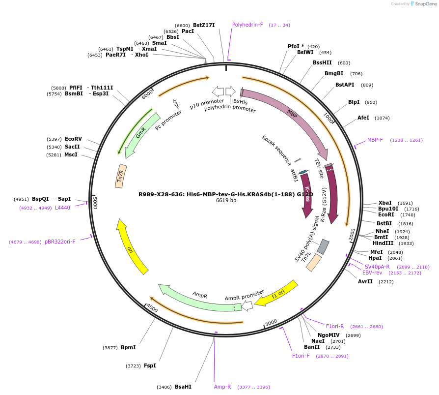 159555-plasmid-map-sequence-id-313192