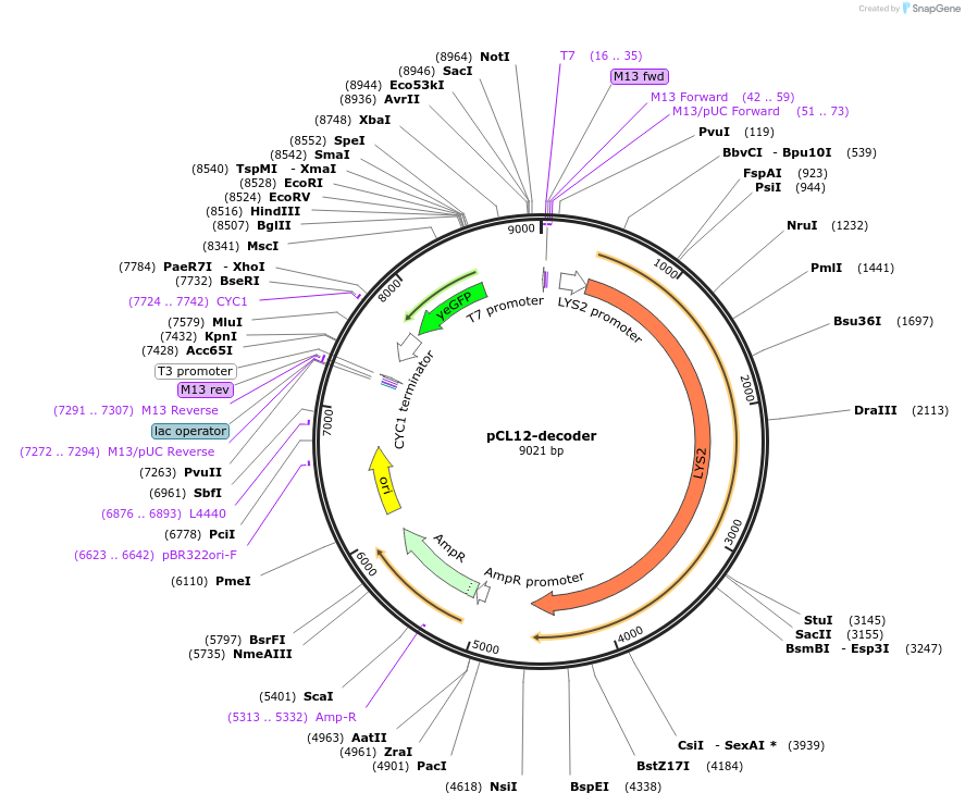 159447-plasmid-map-sequence-id-313193
