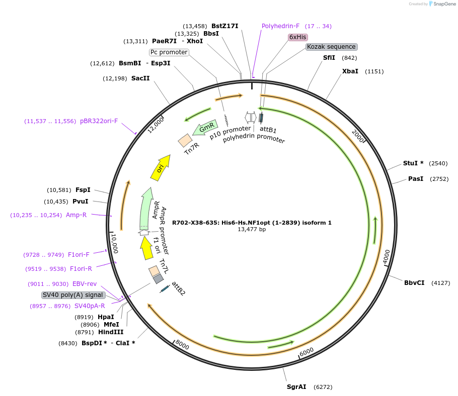 159576-plasmid-map-sequence-id-313195
