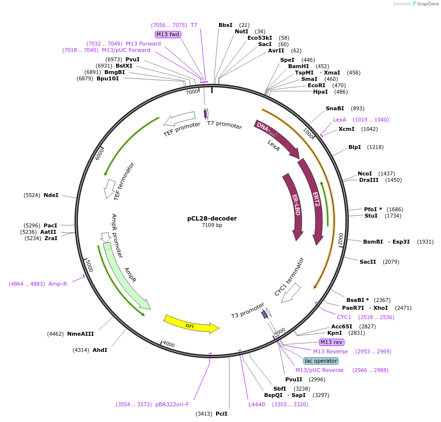 159450-plasmid-map-sequence-id-313198