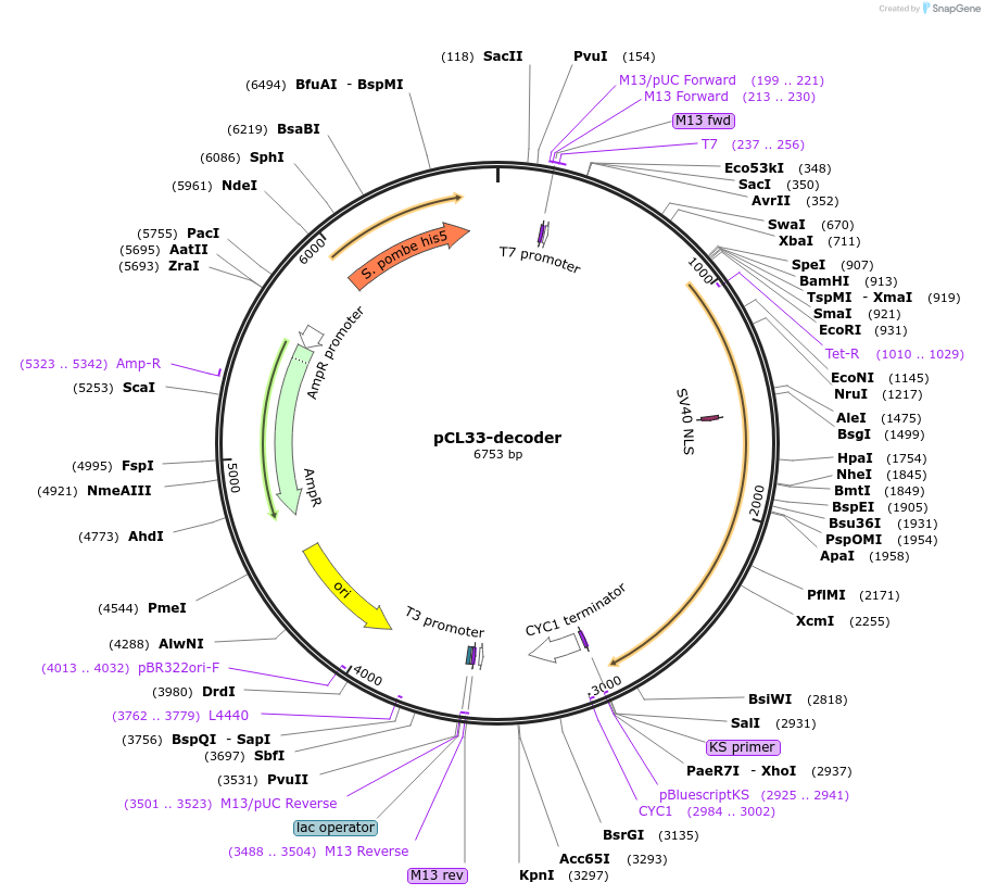 159451-plasmid-map-sequence-id-313201