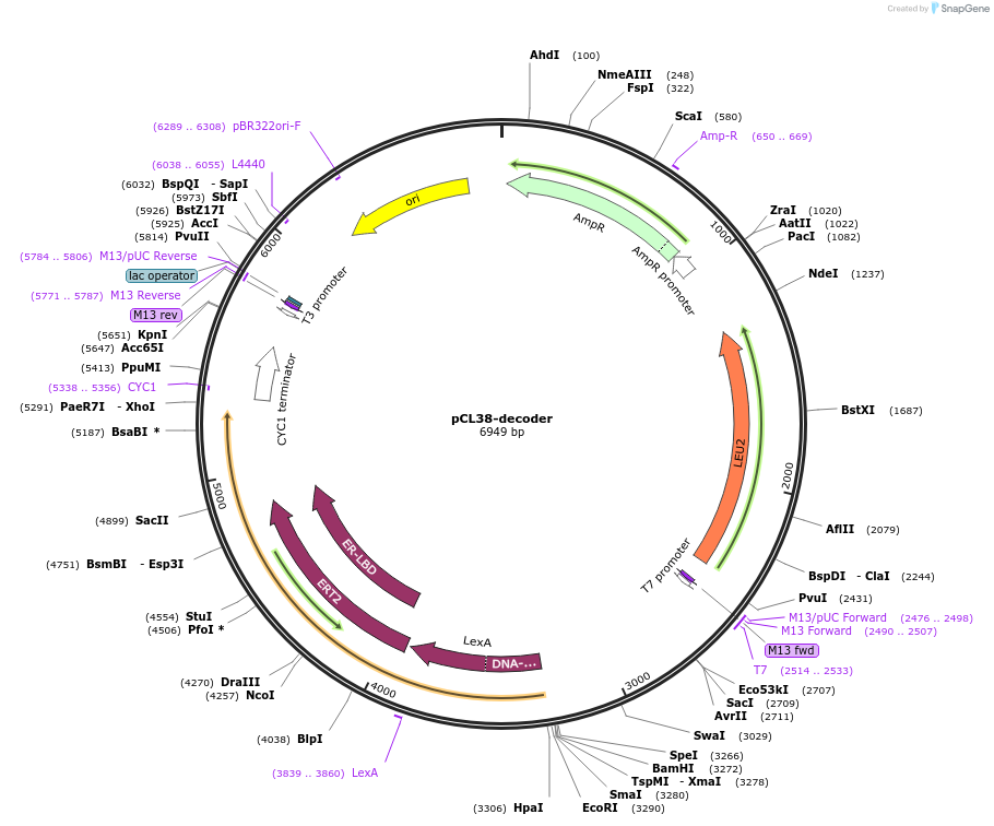 159452-plasmid-map-sequence-id-313203