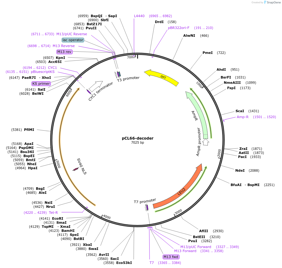 159453-plasmid-map-sequence-id-313208