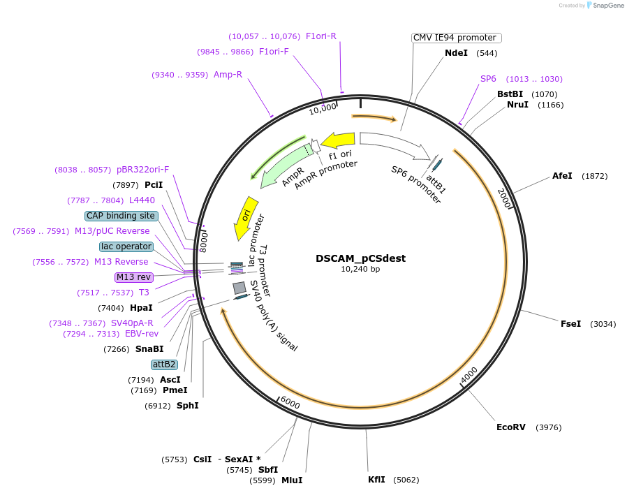 53906-plasmid-map-sequence-id-313219