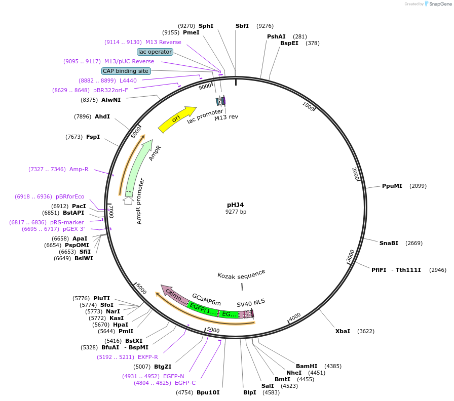 158785-plasmid-map-sequence-id-313230