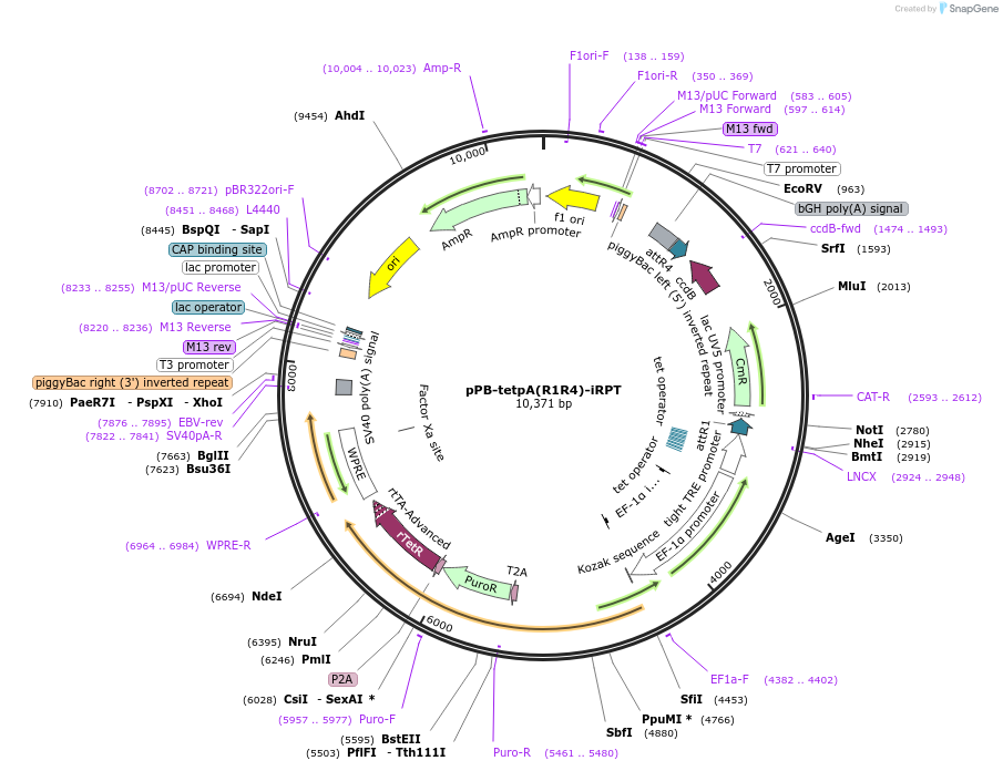 154882-plasmid-map-sequence-id-313231