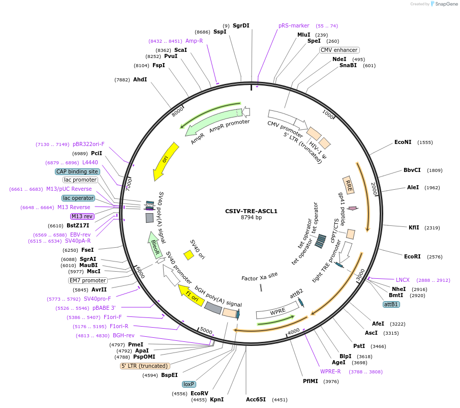 154883-plasmid-map-sequence-id-313232