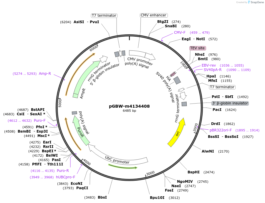 152305-plasmid-map-sequence-id-313244