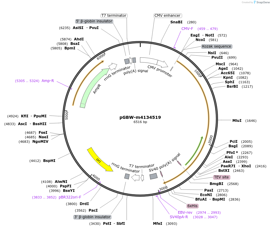 152308-plasmid-map-sequence-id-313248