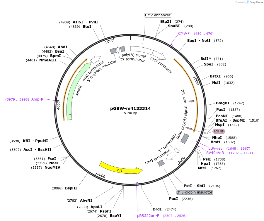 152309-plasmid-map-sequence-id-313249