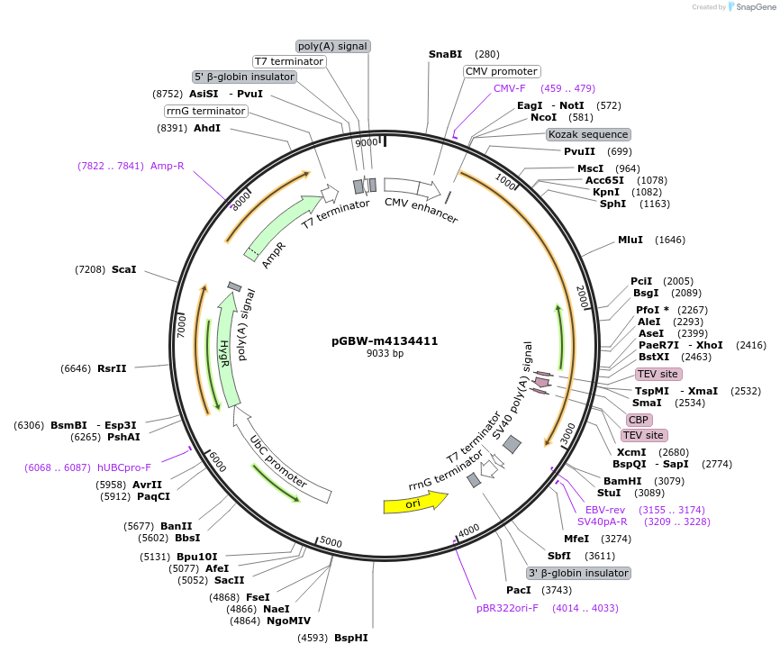 152311-plasmid-map-sequence-id-313252