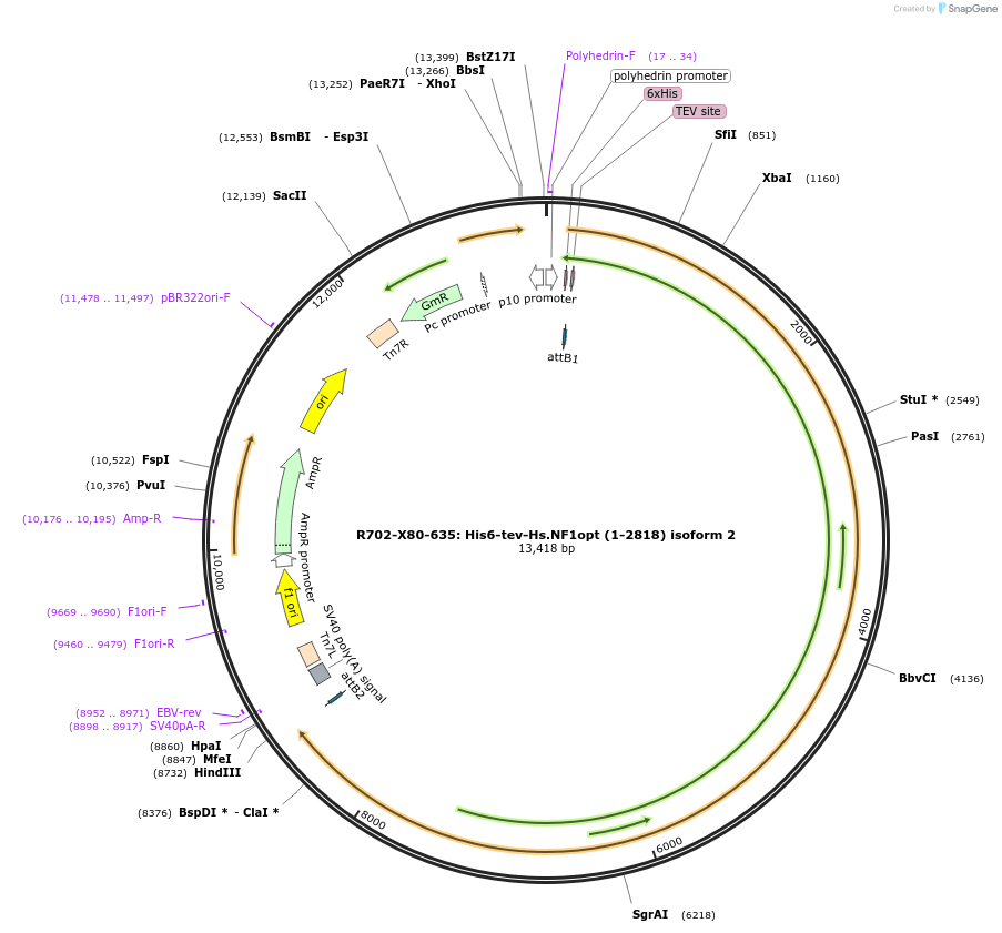159575-plasmid-map-sequence-id-313260