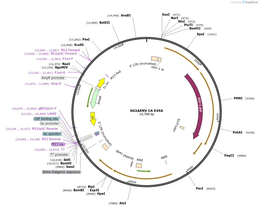 145783-plasmid-map-sequence-id-313267