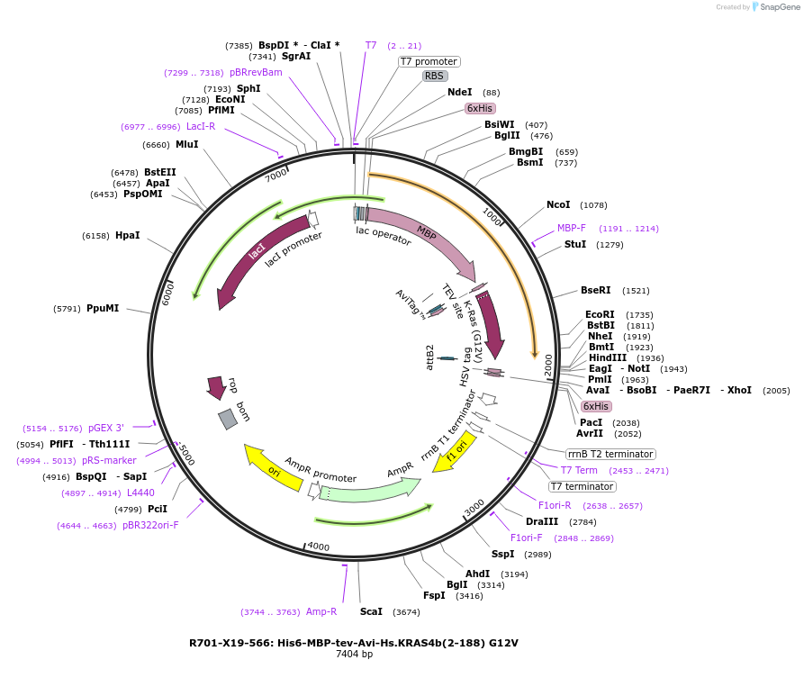159570-plasmid-map-sequence-id-313270