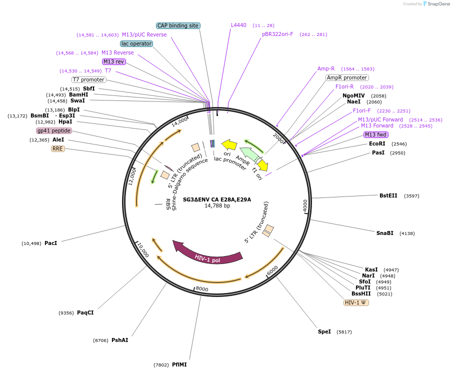 145785-plasmid-map-sequence-id-313273