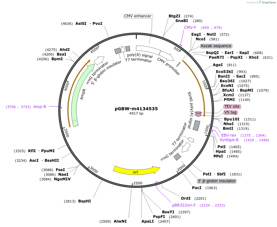 152312-plasmid-map-sequence-id-313277