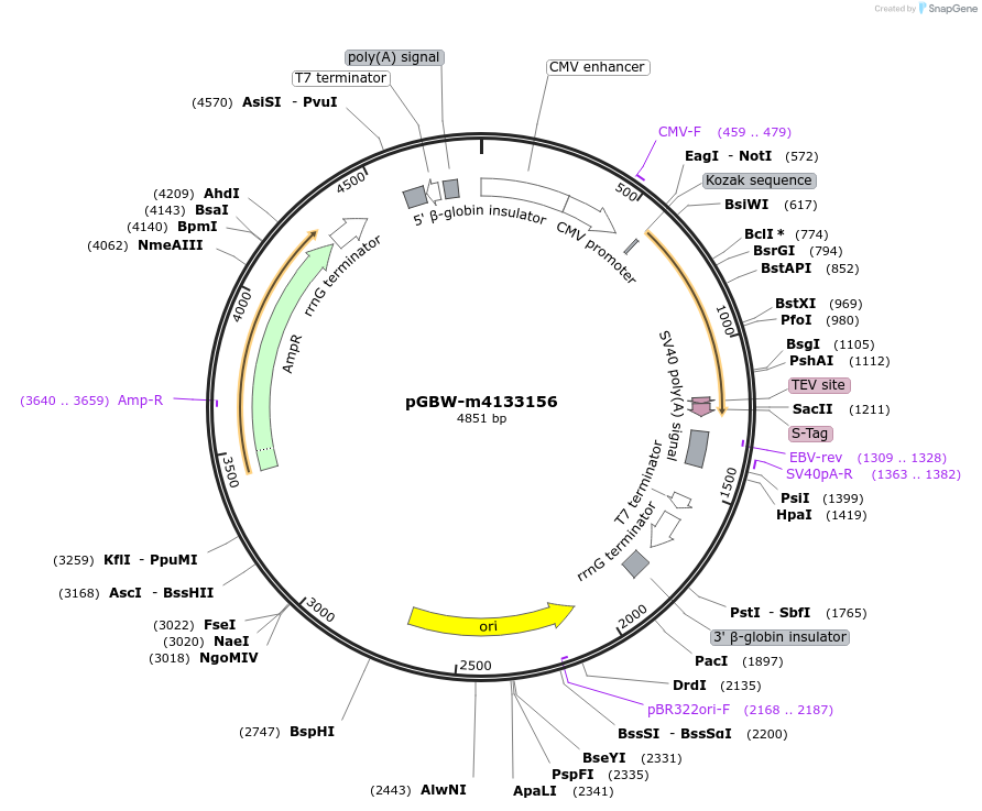 152316-plasmid-map-sequence-id-313290