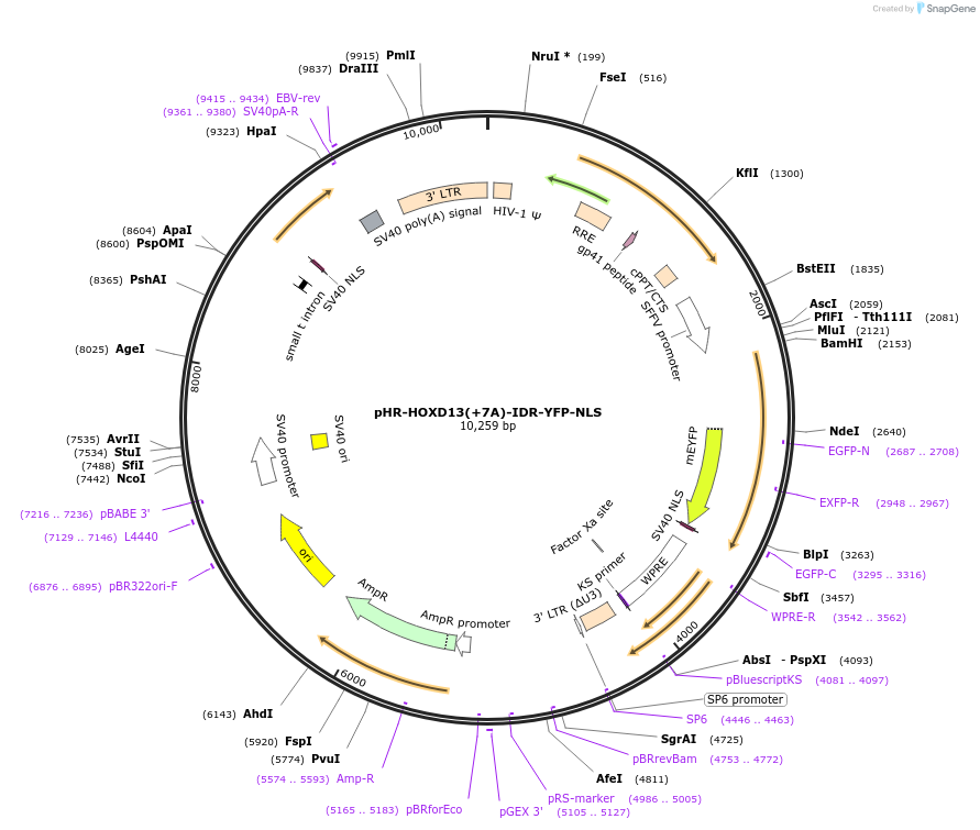 145278-plasmid-map-sequence-id-313293