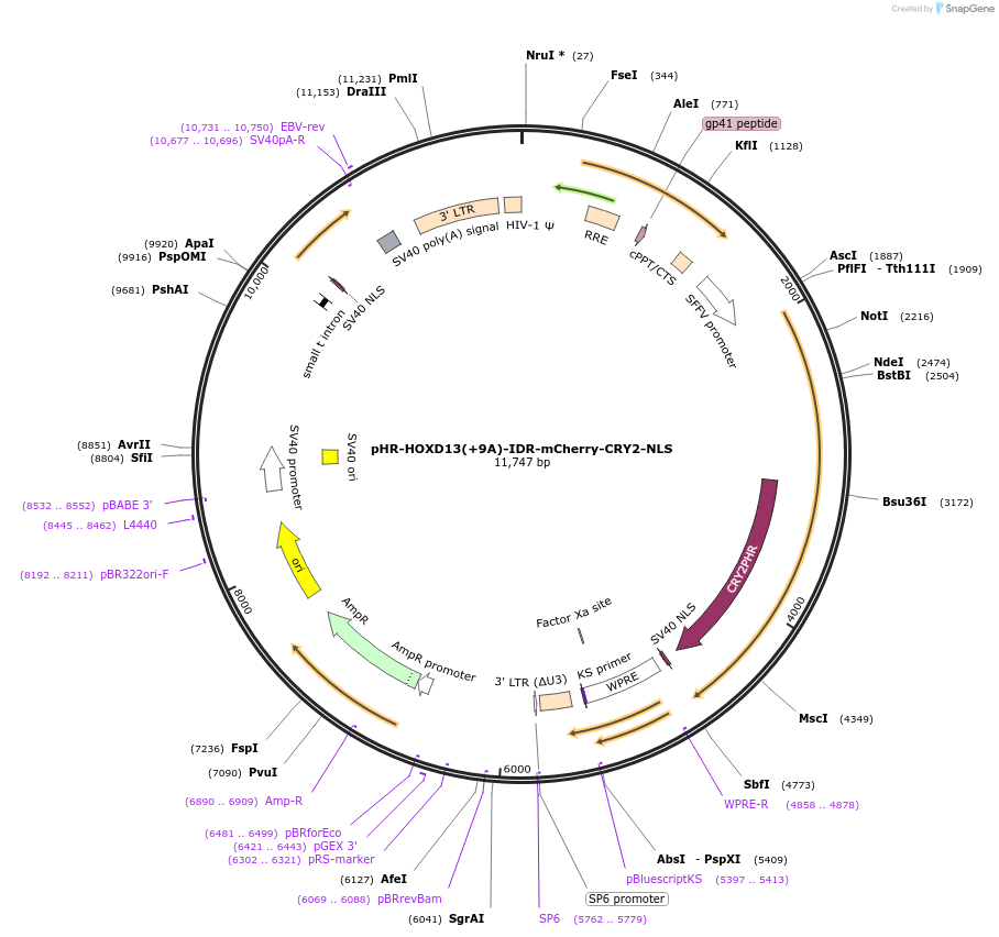 145263-plasmid-map-sequence-id-313297