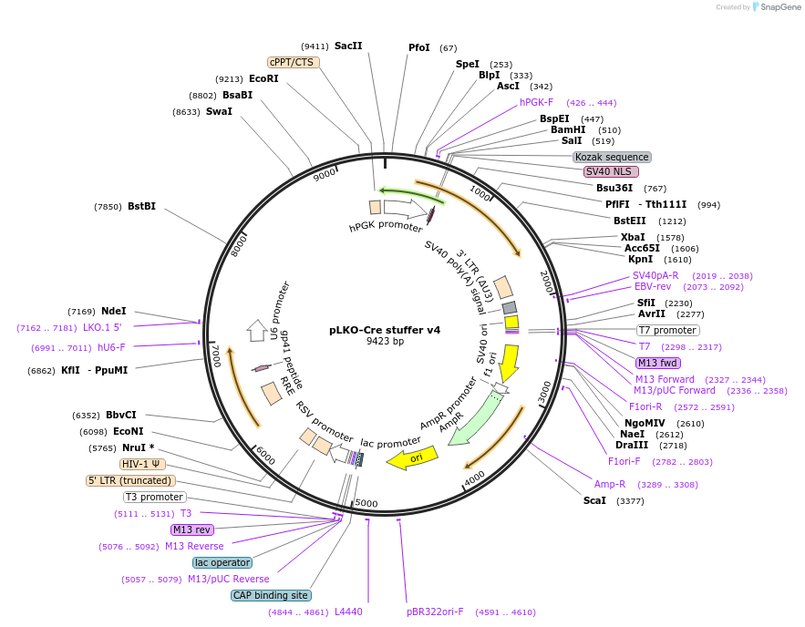 158032-plasmid-map-sequence-id-313304