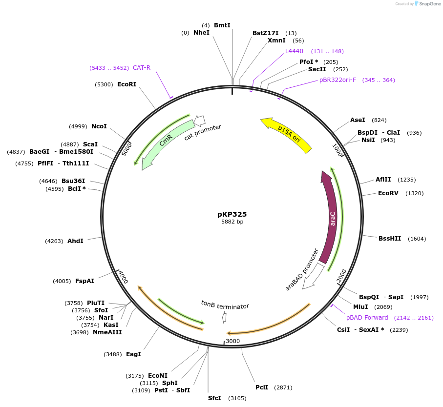 159596-plasmid-map-sequence-id-313310